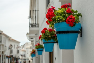 Fototapeta na wymiar flowers in pots on street in italy