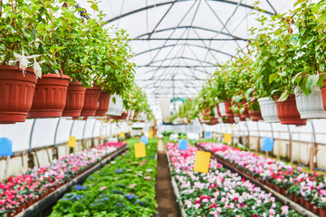 interior of an industrial greenhouse in which houseplants are grown