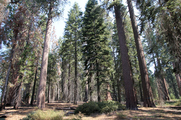 Sequoia National park in California, USA