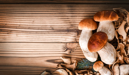 Fototapeta na wymiar Mushroom Boletus wide banner on wooden Background. Mushrooms over head view copy space for text.