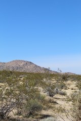 One of many reasons native plants are important is promotion of biodiversity through co evolved...