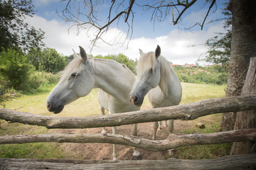two white horses next to a wooden fence and under a tree, in the background you can see a small village