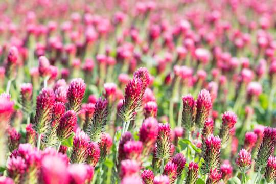 Flowering crimson clover. Pink blooms in beautiful spring field. Trifolium incarnatum. Romantic flower background of blurred red trefoil with bokeh. Close-up of idyllic herb blooms in rural farm land.