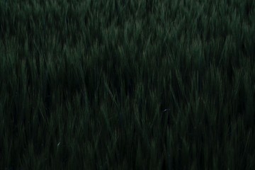 abstract black and green background