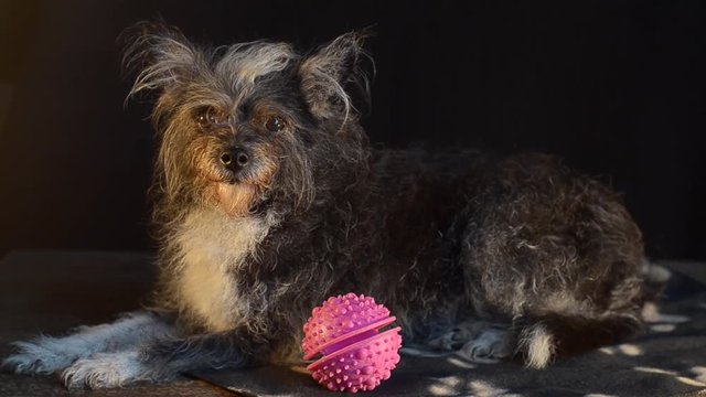 An old dog is lying on a bed next to a toy