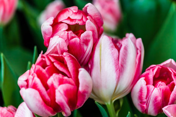 Gefülltblühende frühe Tulpe Peach Blossom