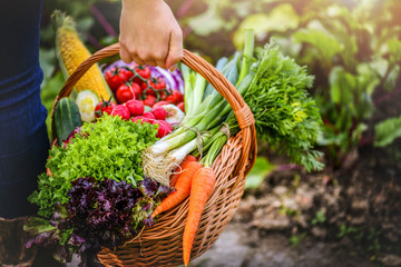 Basket with fresh vegetables (cabage, corn, carrots, cucumbers, radish, tomatoes) in farmer hands....