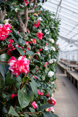 Grade 1 listed greenhouse housing historic camelia plants, at Chiswick House and Gardens in west London, UK