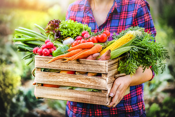 Farmer woman holding wooden box full of fresh raw vegetables. Basket with vegetable (cabbage,...