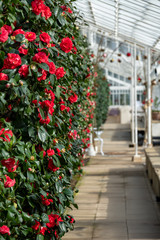Grade 1 listed greenhouse housing historic camelia plants, at Chiswick House and Gardens in west...