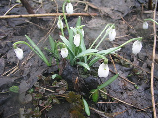 first spring flowers white snowdrops in forest illuminated by sunlight. Snowdrops at last year's yellow foliage.