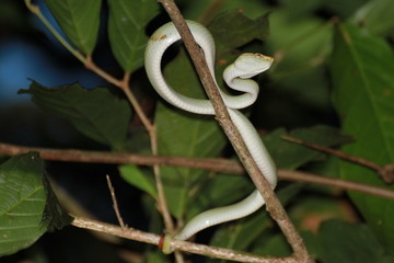 Sumatran Pit Viper, Borneo Island