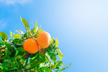 A lots of orange mandarins on the tree on the street of the town somewhere in the south Spain. Blue sky as background.