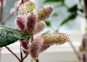 Close up of the attractive flower of Salix gracilistyla 'Mount Aso' plant, furry pink catkins which typically blossom in winter.