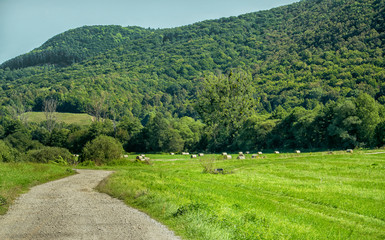 Dirt road on the middle of a field in Slovakia