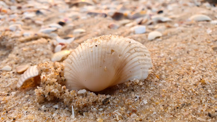 Obraz na płótnie Canvas Close view of marine sea shell on the tropical sandy beach