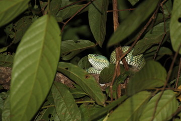 Sumatran Pit Viper, Borneo Island