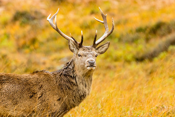 Red Deer stag with 11 point antlers in Glen Strathfarrar in the Scottish Highlands.  Autumn or Fall with heavy rain falling. Close up.  Horizontal.  Space for copy.