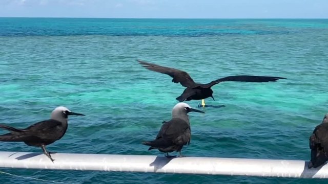 Slow Motion of a Black white capped noddy seabird making hovering fly in Hardy Reef, Australia.