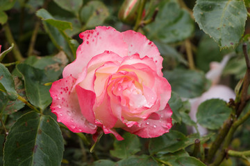 Pink rose in a garden during spring