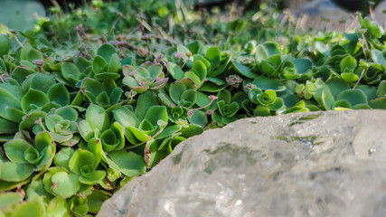 succulents nature green background. small Evergreen Sedum hispanicum, mossy stonecrop, plant family Crassulaceae. close up, banner.