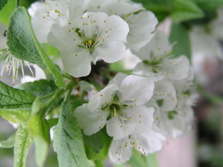 Flowering fruit trees in spring