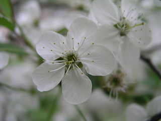 Flowering fruit trees in spring