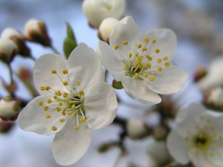Flowering fruit trees in spring
