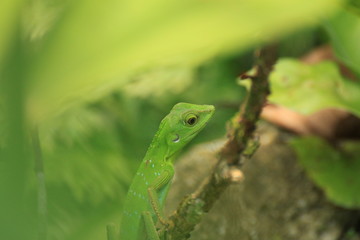 Fototapeta premium Crested Green Lizard, Borneo Island