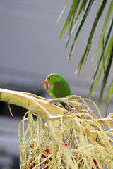 Parrot