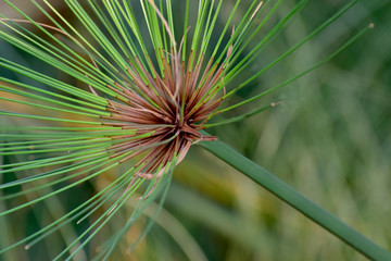 Cyperus involucratus Is a green plant With beautiful stems