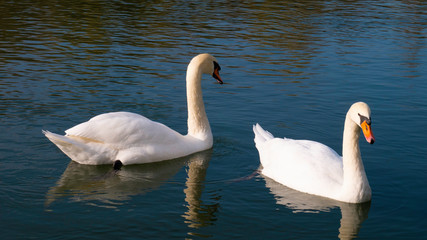 A pair of white swans on the river in the spring