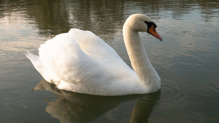 Beautiful white swan on a water 
