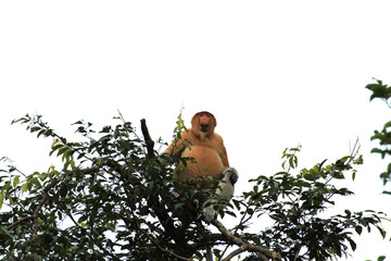 The proboscis monkey (Nasalis larvatus) or long-nosed monkey, Malaysia