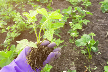 Hand in rubber glove holds strawberry roots with stems and leaves