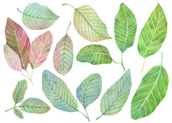 Set of fruit colorful leaves on a white background. Watercolor illustration. Isolated objects on a white background.
