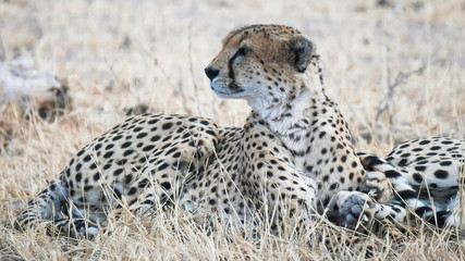 a resting cheetah looking left at tarangire national park