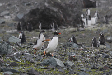 Running Penguins