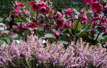 Pink flowered heather on woody stems with purple flowered hellebores behind, photographed on a cold...