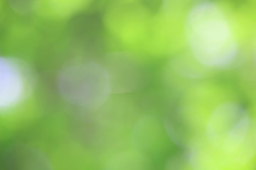 Fototapeta premium Bokeh zielony charakter, subtelne tło w abstrakcyjnym stylu do projektowania graficznego
