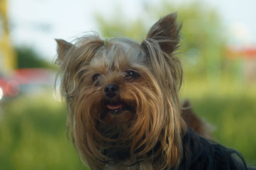 yorkshire terrier