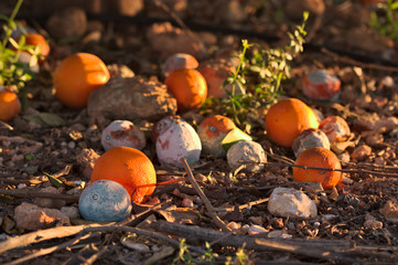 Image where some fallen oranges are seen under the orange tree
