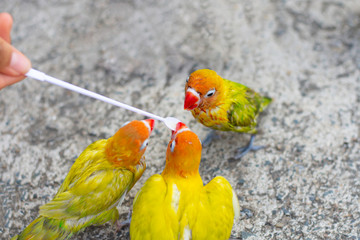 The baby Lovebird is eating