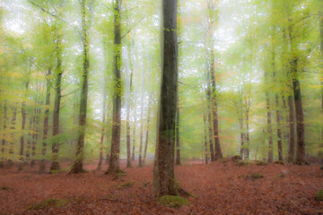 Obraz premium Summar Forest w jasny słoneczny dzień. Abstrakcyjne zdjęcie. Kolorowe tło teksturowane. długi czas otwarcia migawki.