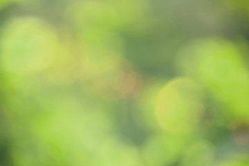 Bokeh green nature, Subtle background in abstract style for graphic design