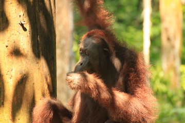 Orangutan at the Sepilok Orangutan Center in Borneo