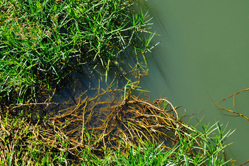 aquatic plant by the lake