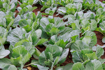 growing cabbage in early spring at home.