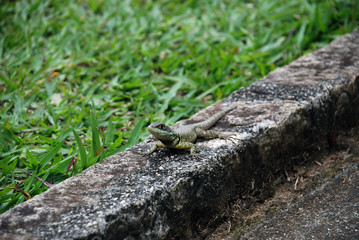 Baby lizard on the road