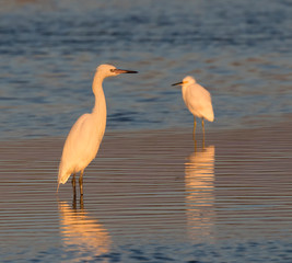 Snowy Egrets (Egretta thula) fishing in an ocean on sunaet time
